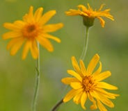 Macro de uma flor selvagem: Arnica montana imagens de stock royalty free Macro de uma flor selvagem: Arnica montana imagens de stock royalty free