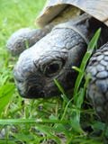 Macro Detail Close up of Greek Turtle Tortoise Head royalty free stock images Macro Detail Close up of Greek Turtle Tortoise Head royalty free stock images