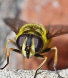 Macro dichte die omhooggaand van bij, foto in het UK wordt genomen royalty-vrije stock foto Macro dichte die omhooggaand van bij, foto in het UK wordt genomen royalty-vrije stock foto