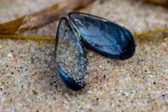 Macro dichte omhooggaand van een blauwe mossel met gedetailleerde zandkorrels royalty-vrije stock foto Macro dichte omhooggaand van een blauwe mossel met gedetailleerde zandkorrels royalty-vrije stock foto