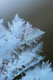Macro do Rime foto de stock royalty free