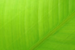 Macro fondo verde della foglia con struttura lineare fotografia stock Macro fondo verde della foglia con struttura lineare fotografia stock