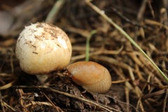Macro fotografie Afgedekte Paddestoel naaktslak stock afbeelding Macro fotografie Afgedekte Paddestoel naaktslak stock afbeelding