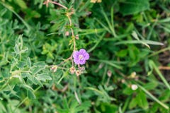 Macro fucilazione delle piante Natura Tekeli Montagne di Alatau kazakhstan immagini stock libere da diritti Macro fucilazione delle piante Natura Tekeli Montagne di Alatau kazakhstan immagini stock libere da diritti
