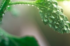 Macro gocce di acqua su una foglia verde nella luce solare immagine stock libera da diritti Macro gocce di acqua su una foglia verde nella luce solare immagine stock libera da diritti