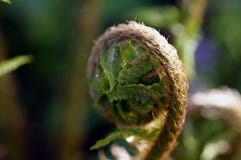 Macro of green fern leaves in a botanic garden. stock photo Macro of green fern leaves in a botanic garden. stock photo