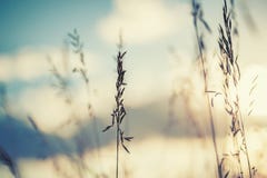 Macro image des herbes sauvages au coucher du soleil Photos libres de droits Macro image des herbes sauvages au coucher du soleil Photos libres de droits