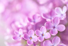 Macro image of Lilac flowers. Abstract floral background. Very shallow depth of field, selective focus Royalty Free Stock Image Macro image of Lilac flowers. Abstract floral background. Very shallow depth of field, selective focus Royalty Free Stock Image