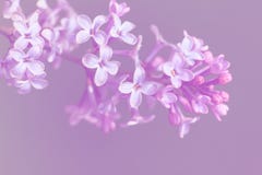 Macro image of spring lilac violet flowers, abstract soft floral background Royalty Free Stock Image Macro image of spring lilac violet flowers, abstract soft floral background Royalty Free Stock Image