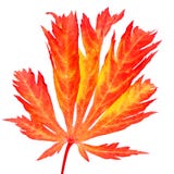 Isolated red leaf of a japanese maple tree Stock Photography Isolated red leaf of a japanese maple tree Stock Photography
