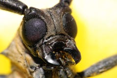 Macro Long-horned Beetle Royalty Free Stock Photos Macro Long-horned Beetle Royalty Free Stock Photos