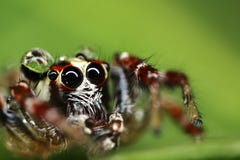 Macro Of A Jumping Spider Stock Photo
