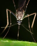 Macro Of A Mosquito Royalty Free Stock Photo