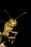 Macro Of A Wasp Royalty Free Stock Photos