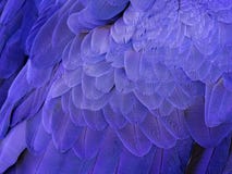 Macro op Hyacinth Macaw Feathers stock afbeeldingen Macro op Hyacinth Macaw Feathers stock afbeeldingen