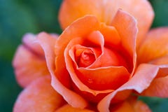 Macro of an orange rose royalty free stock photography Macro of an orange rose royalty free stock photography