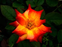 Macro of a Orange/Yellow Rose royalty free stock photo Macro of a Orange/Yellow Rose royalty free stock photo