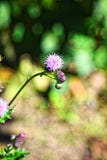 Macro photo. Beautiful pink purple flower. Macro photo. Beautiful pink purple flower bloomed in the autumn among the green leaves. Blurred the background only Stock Image Macro photo. Beautiful pink purple flower. Macro photo. Beautiful pink purple flower bloomed in the autumn among the green leaves. Blurred the background only Stock Image
