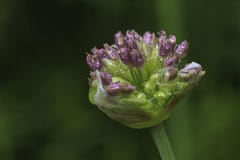 Macro photo de l'allium photo libre de droits Macro photo de l'allium photo libre de droits