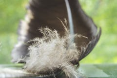 Macro photo de plume et de duvet d'oiseau image stock Macro photo de plume et de duvet d'oiseau image stock