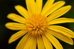 Macro photo de tournesol jaune images stock Macro photo de tournesol jaune images stock
