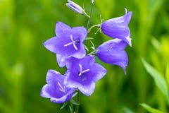 Macro photo des cloches pourpres au foyer mou photo libre de droits Macro photo des cloches pourpres au foyer mou photo libre de droits