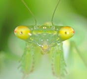 Macro Photo of Eyes of Praying Mantis Isolated on Nature Background royalty free stock photo Macro Photo of Eyes of Praying Mantis Isolated on Nature Background royalty free stock photo