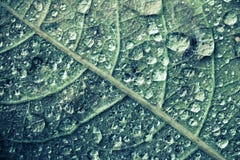 Macro photo of green tree leaf with water drops stock photos Macro photo of green tree leaf with water drops stock photos