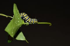 Macro photo of a monarch caterpillar outside on a green leaf a rainy day