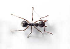 Macro Photo Of Black Ant On White Wall Royalty Free Stock Photography