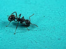 Macro Photo Of Black Garden Ant On Turquoise Floor Royalty Free Stock Photos