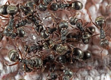Macro Photo Of Group Of Black Garden Ants Searching For Food Stock Photo