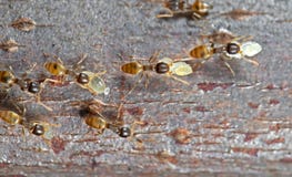 Macro Photo Of Group Of Tiny Ants Carrying Pupae And Running On Royalty Free Stock Images