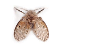 Macro Photo Of Moth Fly On White Background With Space Stock Photo