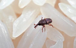 Macro Photo Of Rice Weevil Or Sitophilus Oryzae On Raw Rice Stock Image