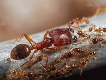 Macro Photo Of Soldier Big-Headed Ant With Group Of Worker Ants Royalty Free Stock Photos