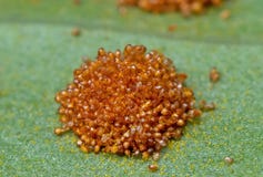Macro Photo Of Spores Of Monarch Fern Royalty Free Stock Image