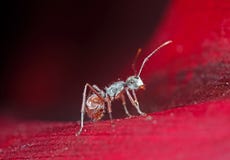 Macro Photo Of Tiny Ant On Red Petal Of Flower Royalty Free Stock Photo Macro Photo Of Tiny Ant On Red Petal Of Flower Royalty Free Stock Photo