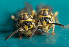 Macro Photo Of Two Wasps On Blue Green Metal Material Stock Image