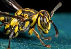 Macro Photo Of Wasp On Blue Floor Stock Photo