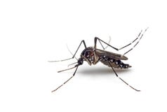 Macro Photo Of Yellow Fever Mosquito Isolated On White Background Stock Photography