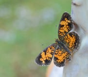 Macro photo of an orange and black Pearl Crescent butterfly