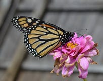 Macro photo of an orange, white and black monarch butterfly on a dying pink flower