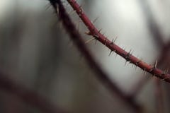 Macro photo of a red branch with spikes on the edge. on the background of a blurred forest and branches stock photo Macro photo of a red branch with spikes on the edge. on the background of a blurred forest and branches stock photo