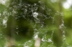 A macro photo of a spider web stock images A macro photo of a spider web stock images