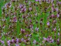 Macro Photo With A Decorative Texture Background Wild Wild Flowers Of Herbaceous Plants Royalty Free Stock Image Macro Photo With A Decorative Texture Background Wild Wild Flowers Of Herbaceous Plants Royalty Free Stock Image