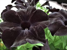 Macro Photo With Decorative Background Of Beautiful Bright Flowers With Petals Of Black Shade Of Grass Petunia For Landscaping Royalty Free Stock Photography Macro Photo With Decorative Background Of Beautiful Bright Flowers With Petals Of Black Shade Of Grass Petunia For Landscaping Royalty Free Stock Photography