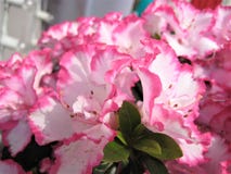 Macro Photo With Decorative Background Of Delicate White With Pink Edging Of Flower Petals On Rhododendron Shrub Branches Royalty Free Stock Photos
