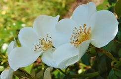 Macro Photo With Decorative Background Texture Of Delicate White Petals Of Shrub Rose Flowers For Landscaping Stock Photo Macro Photo With Decorative Background Texture Of Delicate White Petals Of Shrub Rose Flowers For Landscaping Stock Photo