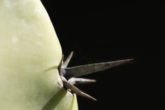 Macro photographie d'un captus dans les jardins photo stock Macro photographie d'un captus dans les jardins photo stock